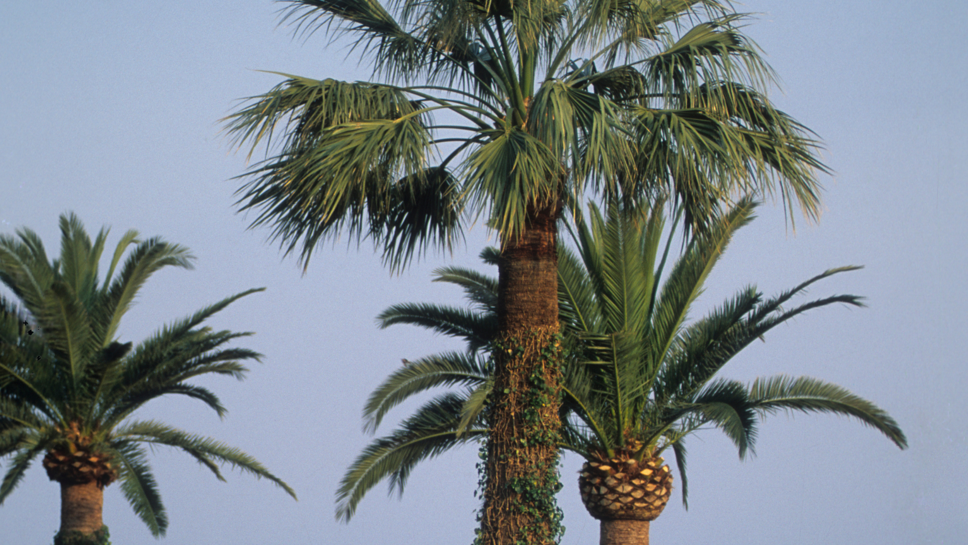 South American Palm Weevil: How to Protect Your Palms Now