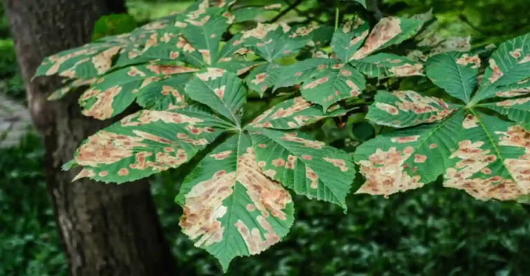 Insect disease diagnostics in arborists, OC