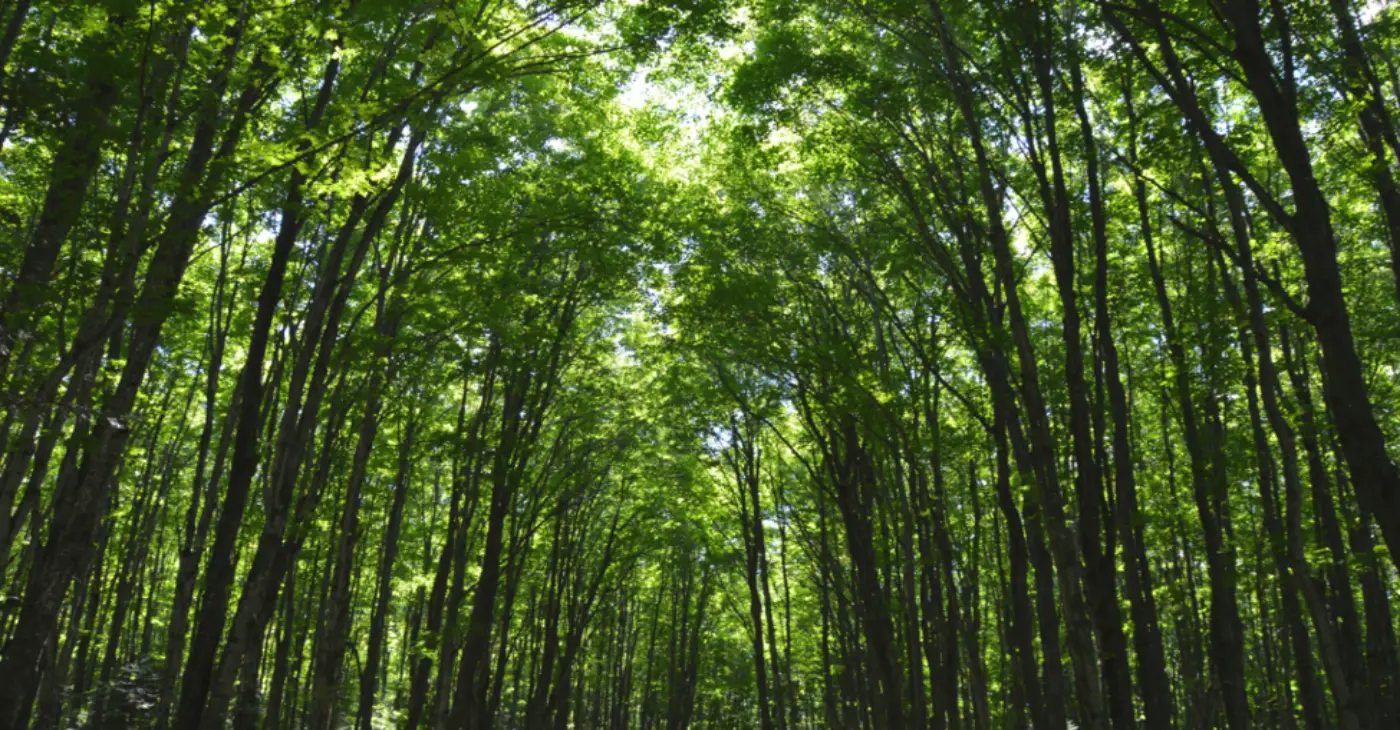 How a Certified Arborist Can Save Stressed Trees During Drought Before the Damage Becomes Permanent?