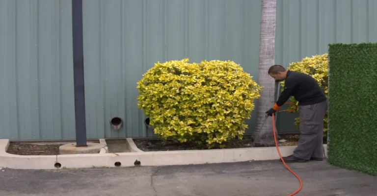 Tree and Plant Health consultation in Orange County
