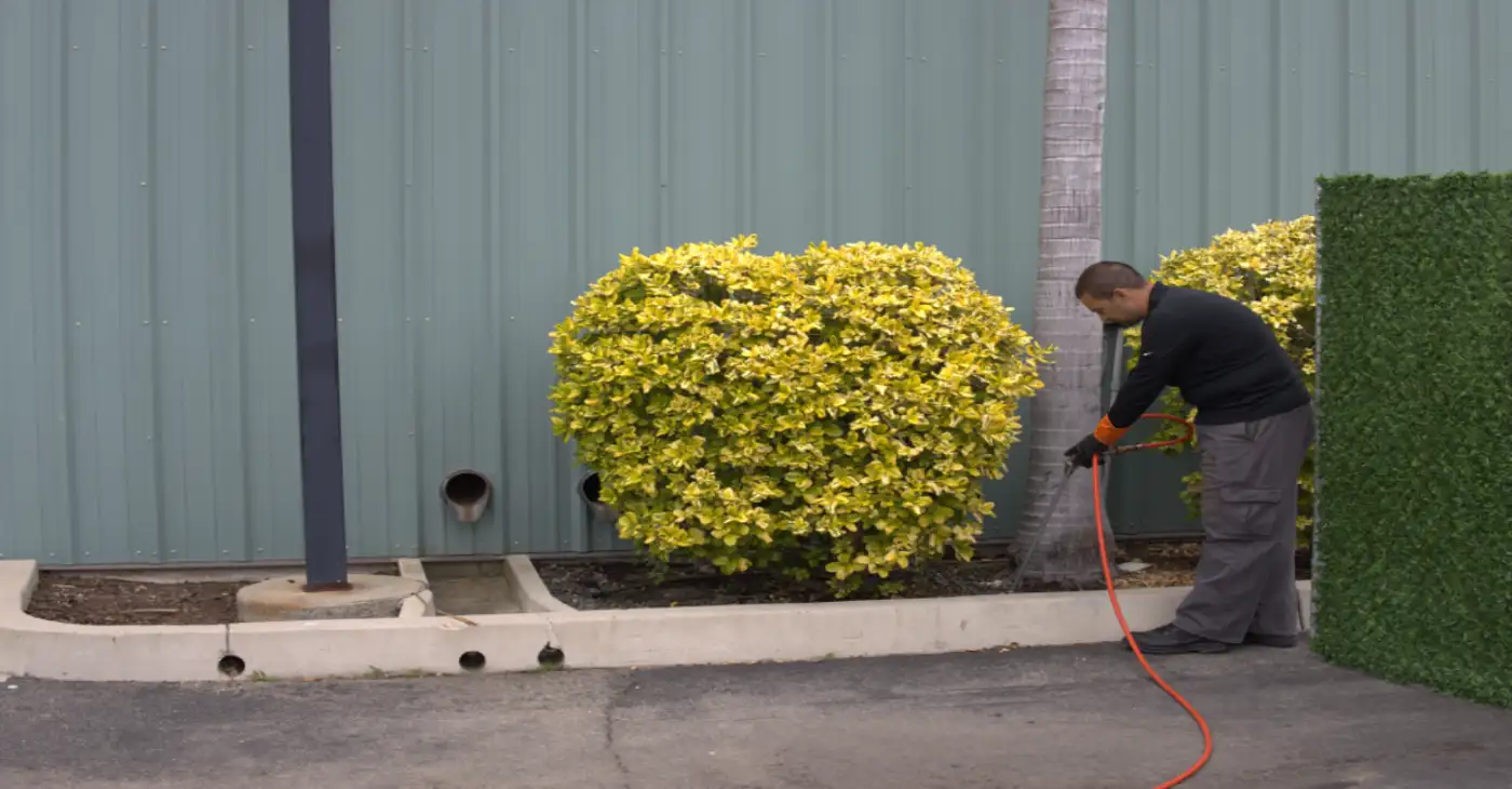 Tree and Plant Health consultation in Orange County