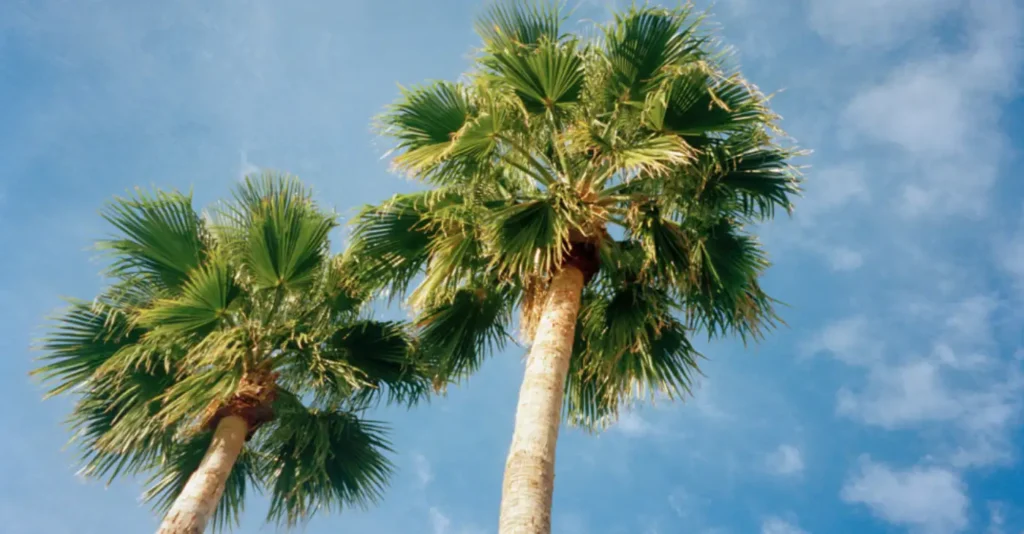 Tree health care in Orange County